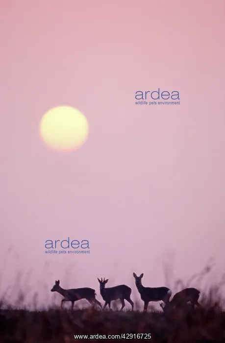 : ROE DEER - x four at sunrise : ROE DEER - x four at sunrise