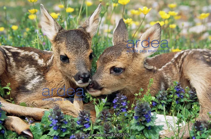 : ROE DEER - x two young : ROE DEER - x two young