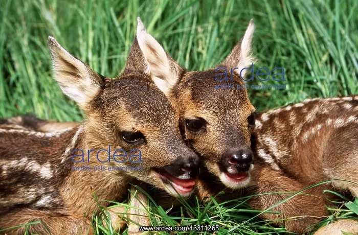 : ROE DEER - x two young : ROE DEER - x two young