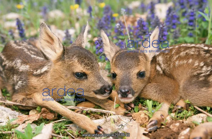 : ROE DEER - two young : ROE DEER - two young