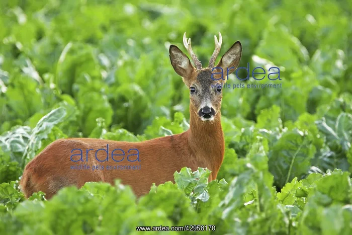 : Roe Deer - young buck : Roe Deer - young buck