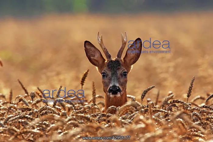 : Roe Deer - young buck : Roe Deer - young buck