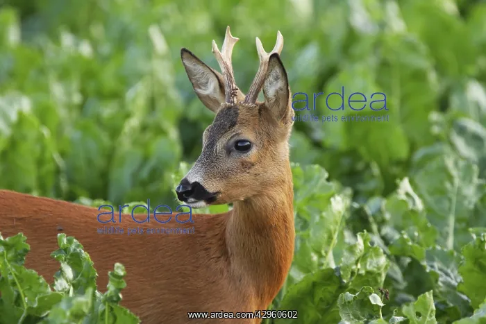 : Roe Deer - young buck : Roe Deer - young buck