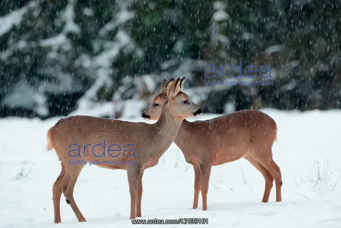 : Roe deers (Capreolus capreolus) in the snow, Belgium : Roe deers (Capreolus capreolus) in the snow, Belgium