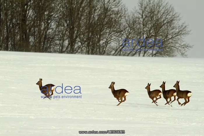 : Roe Deers - group running in winter snow : Roe Deers - group running in winter snow