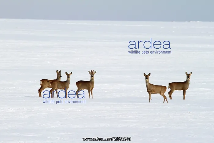  : Roe Deers - group in winter snow