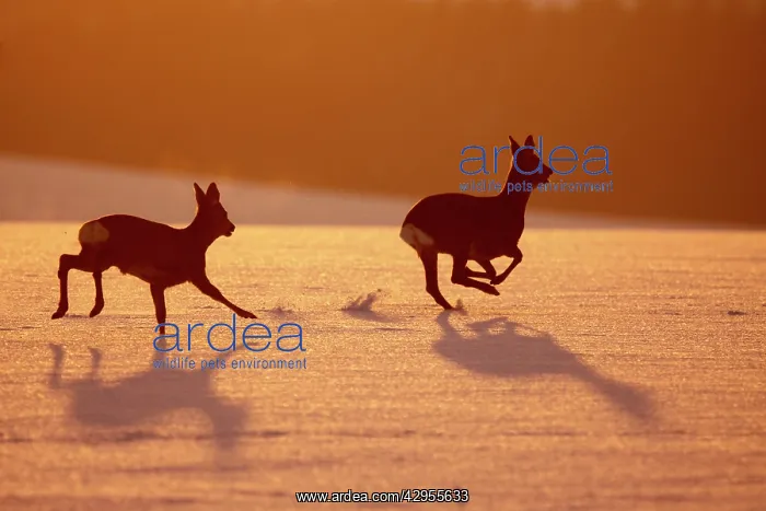 : Roe Deers - running in snow : Roe Deers - running in snow