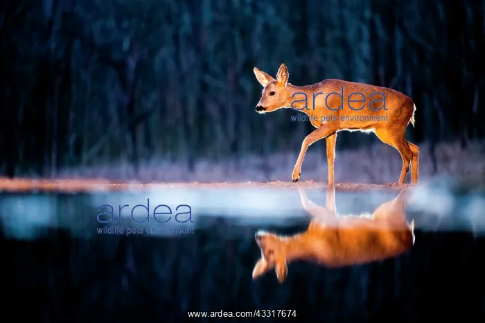  : Roe. Roe deer (Capreolus capreolus) at the edge