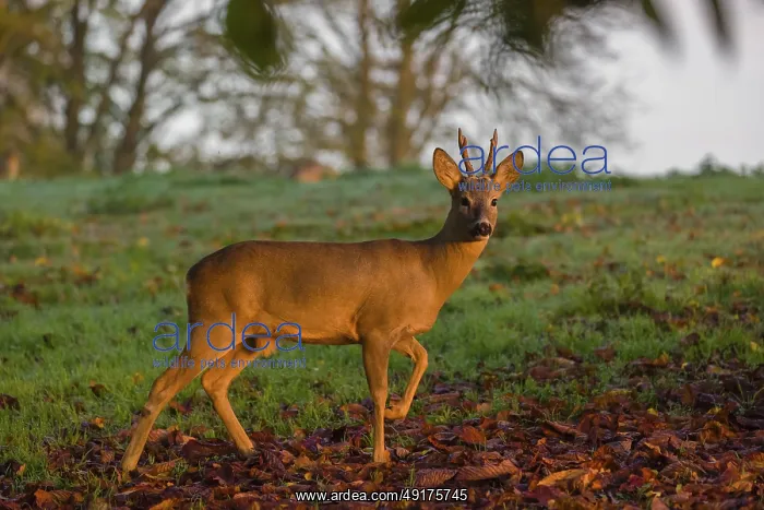 : A roebuck (Capreolus capreolus) runs across a meadow at sunrise : A roebuck (Capreolus capreolus) runs across a meadow at sunrise
