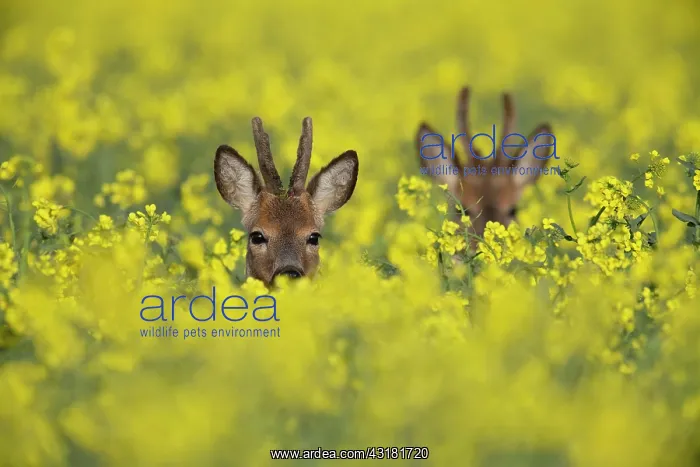: Roebuck in the rape : Roebuck in the rape