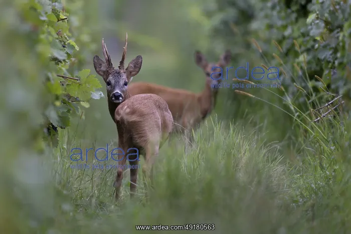 : Roebuck in the rut, Biburg leaf time : Roebuck in the rut, Biburg leaf time