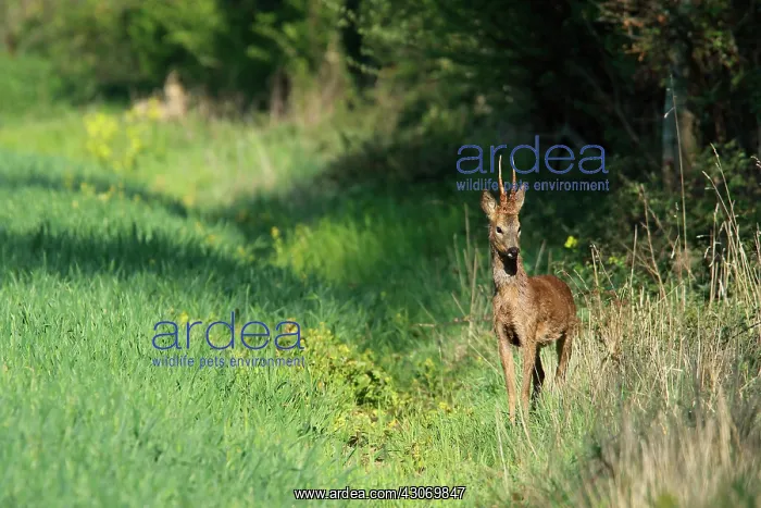 : Roedeer (Capreolus capreolus) buck at the edge of : Roedeer (Capreolus capreolus) buck at the edge of