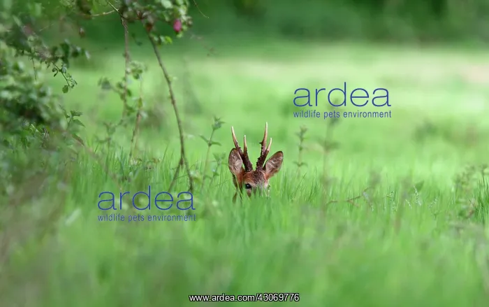 : Roedeer (Capreolus capreolus) buck in grass, Normandy : Roedeer (Capreolus capreolus) buck in grass, Normandy
