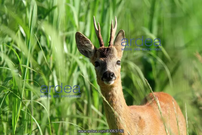 : Roedeer (Capreolus capreolus) buck in grass, Normandy : Roedeer (Capreolus capreolus) buck in grass, Normandy