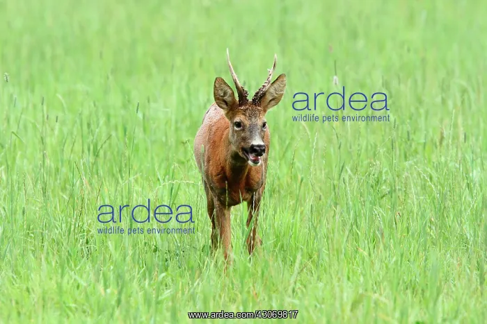 : Roedeer (Capreolus capreolus) buck in grass, Normandy : Roedeer (Capreolus capreolus) buck in grass, Normandy