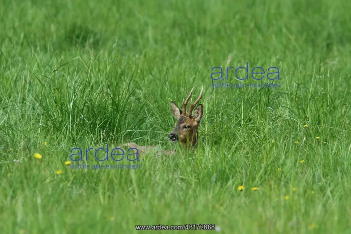 : Roedeer (Capreolus capreolus) buck lying in grass : Roedeer (Capreolus capreolus) buck lying in grass
