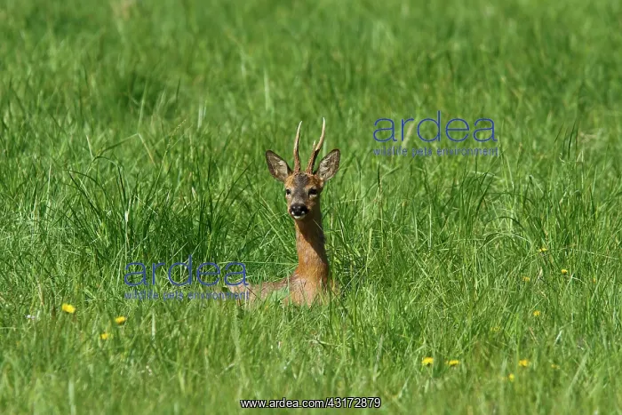 : Roedeer (Capreolus capreolus) buck lying in grass : Roedeer (Capreolus capreolus) buck lying in grass