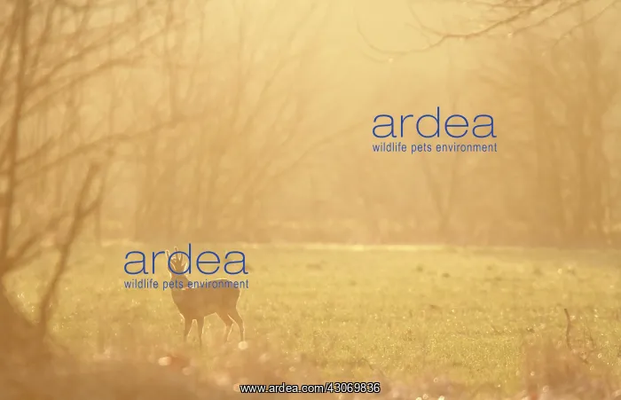 : Roedeer (Capreolus capreolus) buck in mist, Normandy : Roedeer (Capreolus capreolus) buck in mist, Normandy