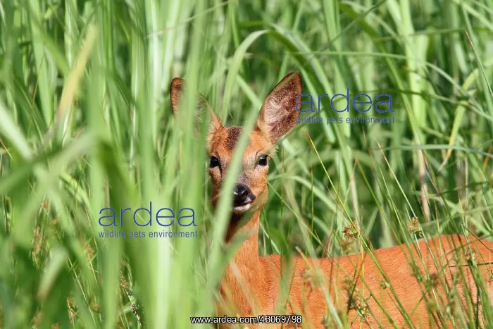 : Roedeer (Capreolus capreolus) female in tall grass : Roedeer (Capreolus capreolus) female in tall grass