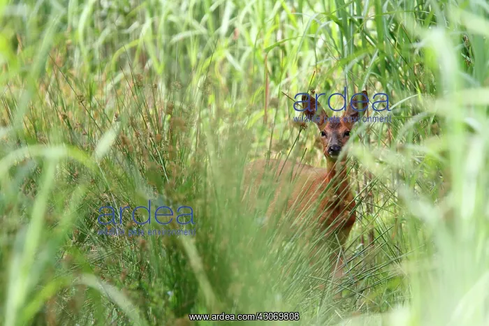 : Roedeer (Capreolus capreolus) female in tall grass : Roedeer (Capreolus capreolus) female in tall grass