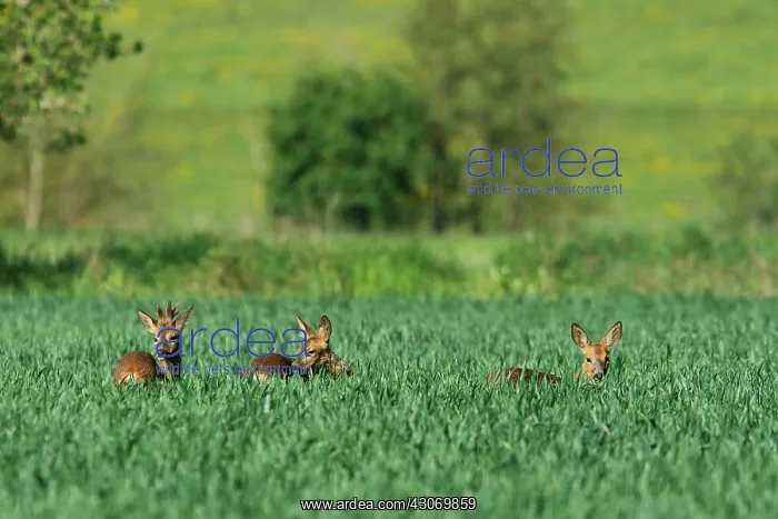 : Roedeer (Capreolus capreolus) in green wheat, Normandy : Roedeer (Capreolus capreolus) in green wheat, Normandy