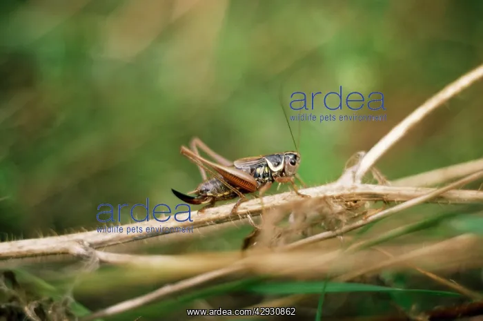 : Roesel's bush-cricket : Roesel's bush-cricket
