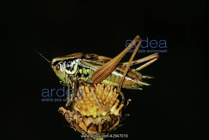 : Roesel's bush-cricket : Roesel's bush-cricket
