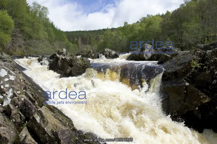 : Rogie Falls at Blackwater River : Rogie Falls at Blackwater River