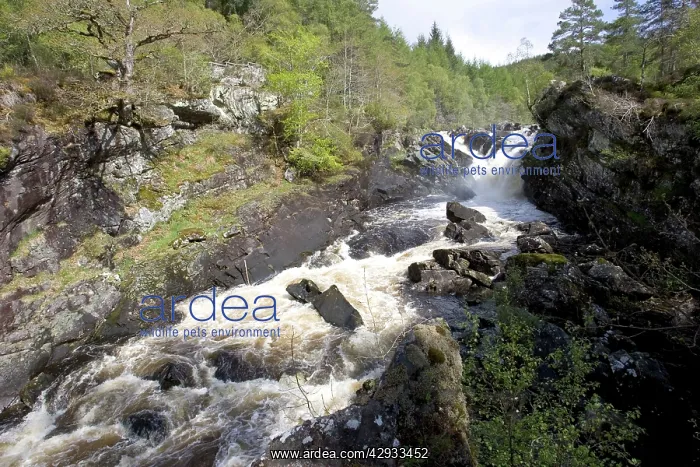 : Rogie falls at Blackwater River : Rogie falls at Blackwater River