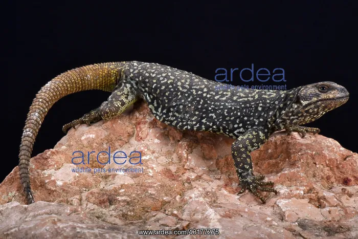  : Roig's mountain lizard (Phymaturus roigorum), Mendoza