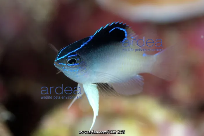 : Rolland's Demoiselle : Rolland's Demoiselle