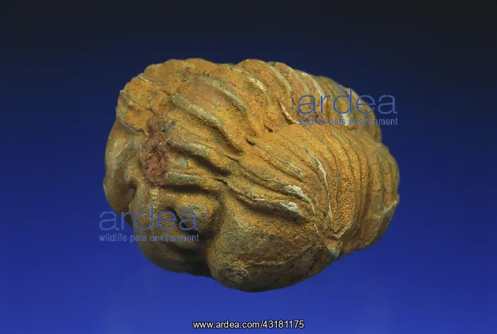 : Rolled Trilobite : Rolled Trilobite