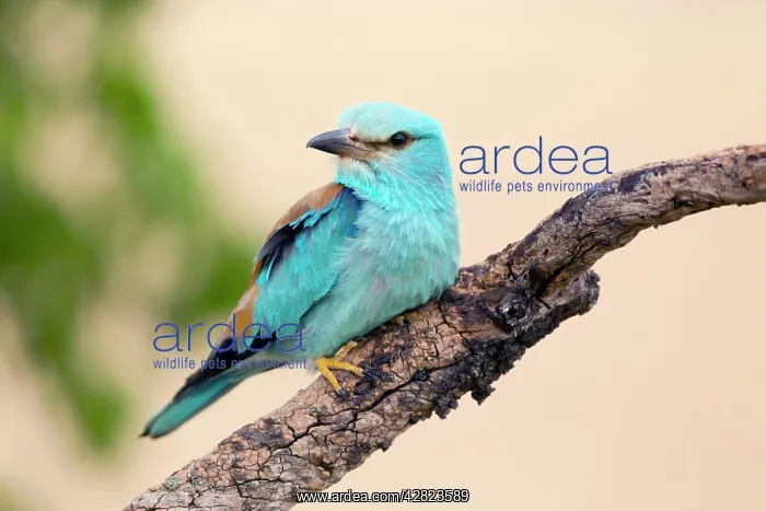  : Roller (Coracias garrulus). Spain