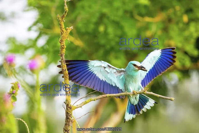 : Roller (Coracius garrulus) Hungary : Roller (Coracius garrulus) Hungary
