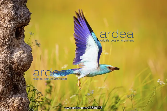 : Roller (Coracius garrulus) Hungary