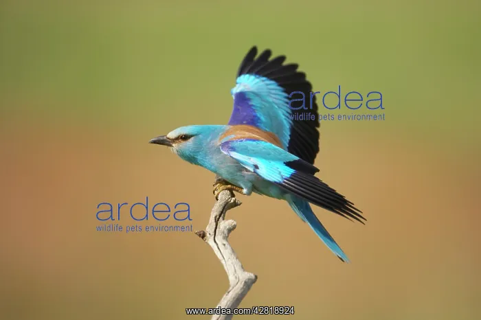 : Roller - Landing on perch : Roller - Landing on perch