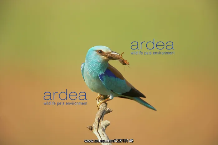 : Roller - With large insect : Roller - With large insect