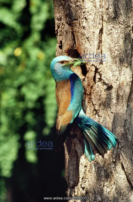 : Roller - at nest with food in beak : Roller - at nest with food in beak