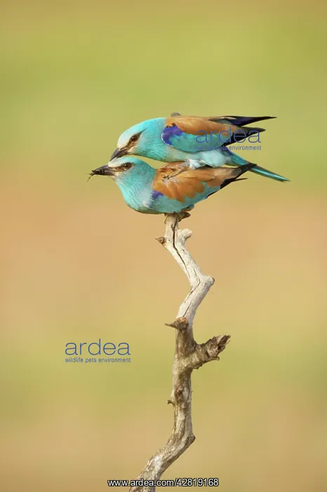: Roller - Pair mating : Roller - Pair mating