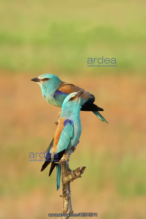 : Roller - Pair on perch : Roller - Pair on perch