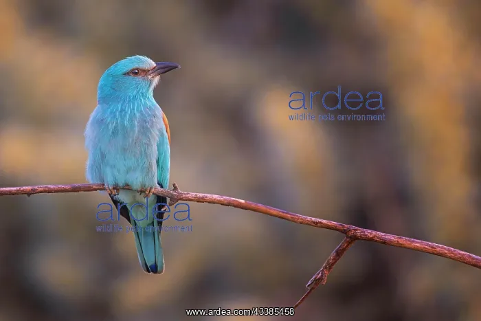 : Roller sitting on branch and lurking for prey, sunrise : Roller sitting on branch and lurking for prey, sunrise