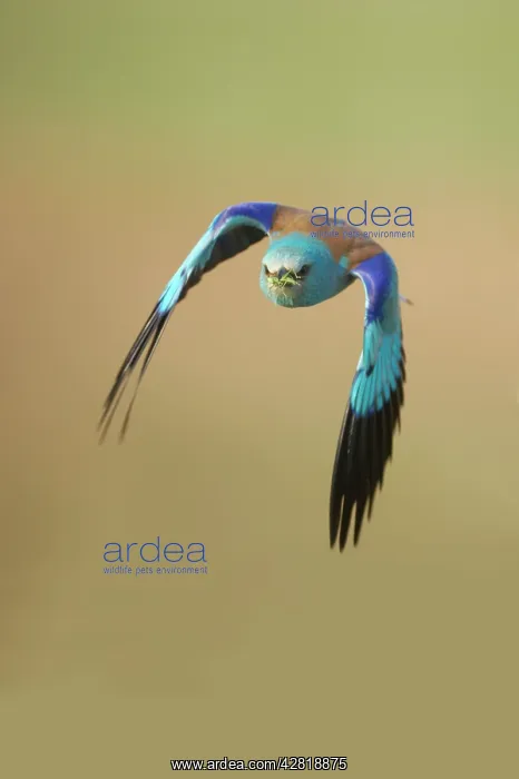 : Roller - Taking off : Roller - Taking off