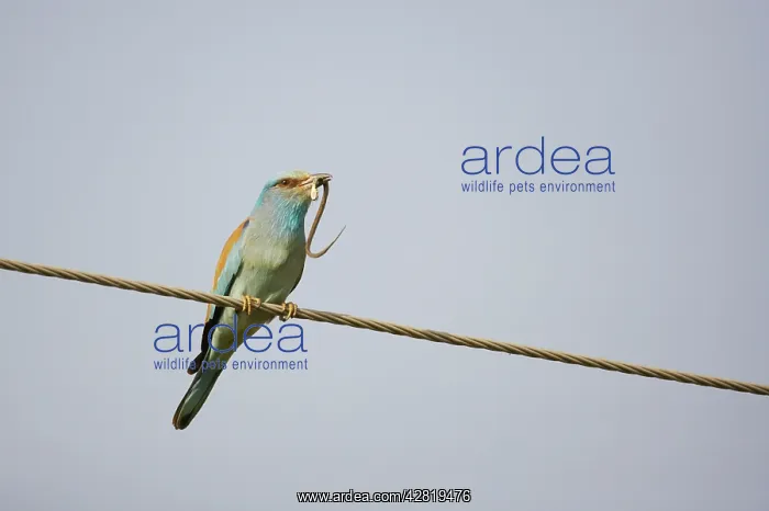: Roller - On wires with grass snake : Roller - On wires with grass snake