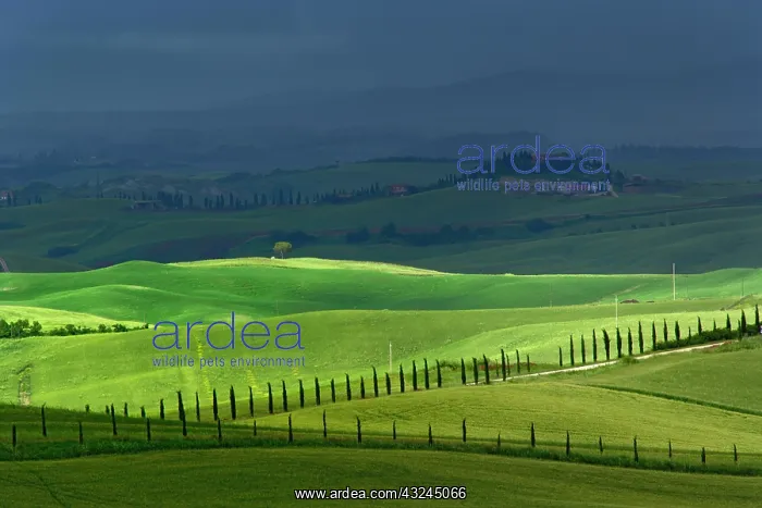 : Rolling agricultural farm fields and dappled : Rolling agricultural farm fields and dappled