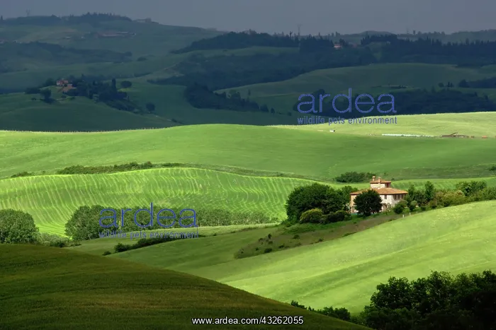 : Rolling agricultural farm fields and dappled : Rolling agricultural farm fields and dappled