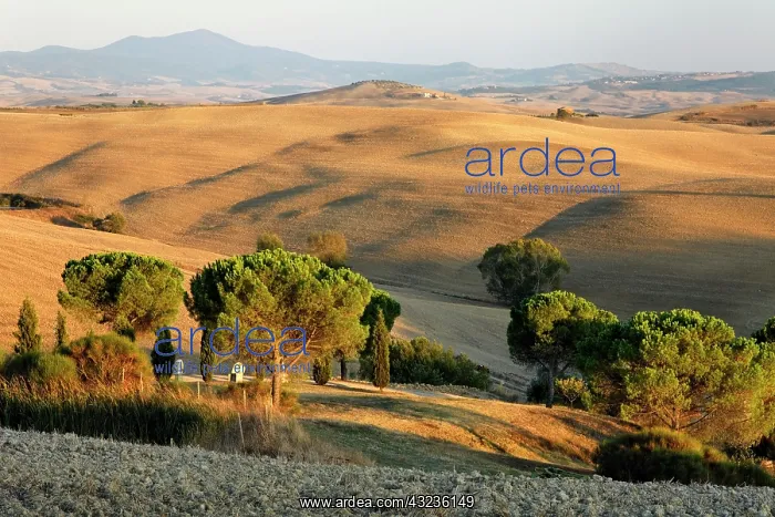 : Rolling agricultural fields after the harvest : Rolling agricultural fields after the harvest