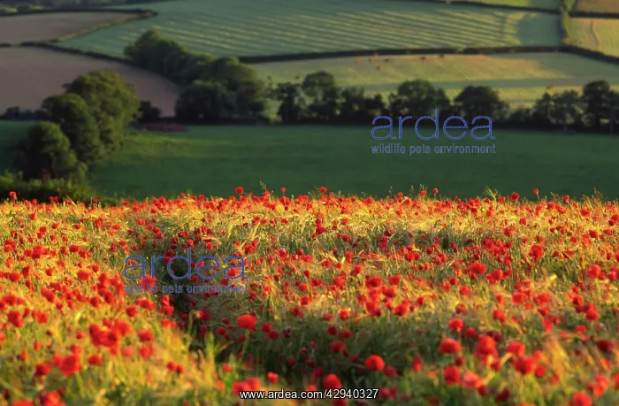 : Rolling English landscape of fields and woodland : Rolling English landscape of fields and woodland