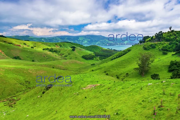 : Rolling farmland on the Otago Peninsula, Dunedin : Rolling farmland on the Otago Peninsula, Dunedin
