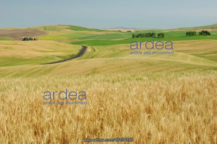 : The rolling farmland of the Palouse, Washington : The rolling farmland of the Palouse, Washington
