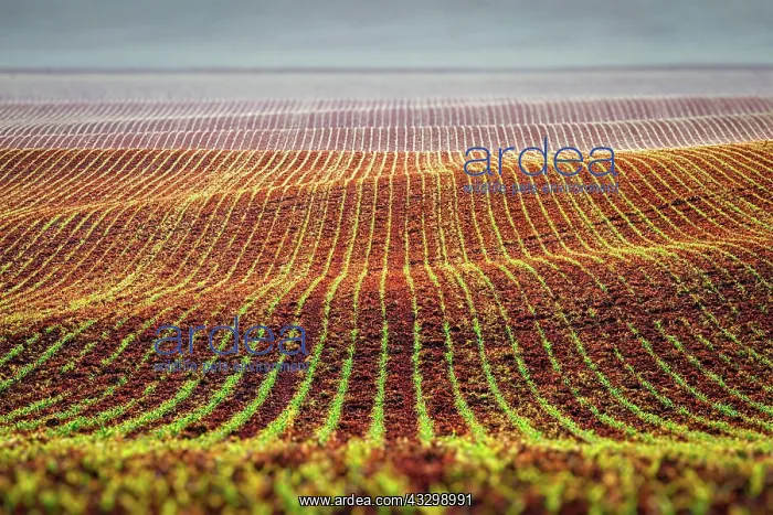 : Rolling fields of Moravia, Czech Republic, Europe : Rolling fields of Moravia, Czech Republic, Europe